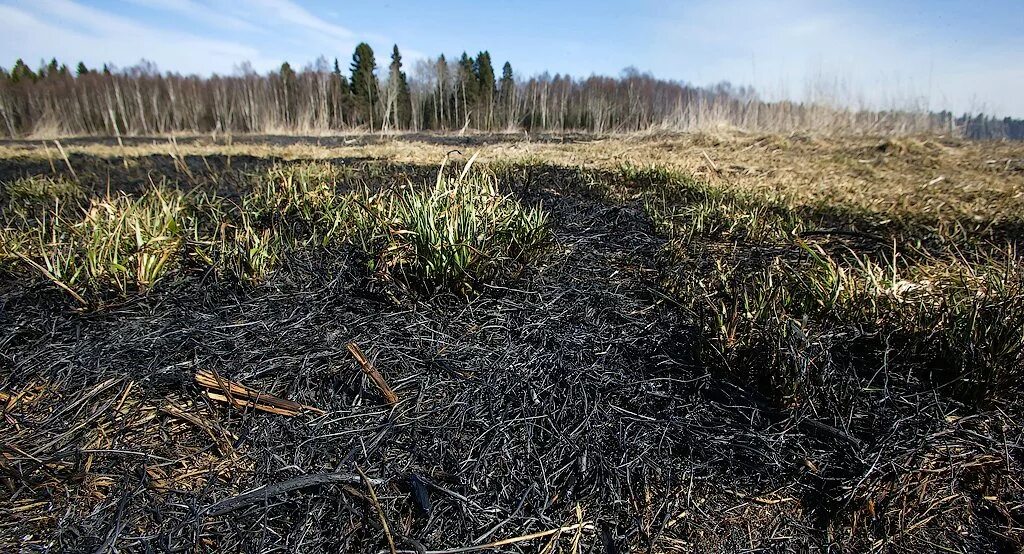 Поле после пожара. Почва после пожара. сухая трава после пожара. выжженная трава.