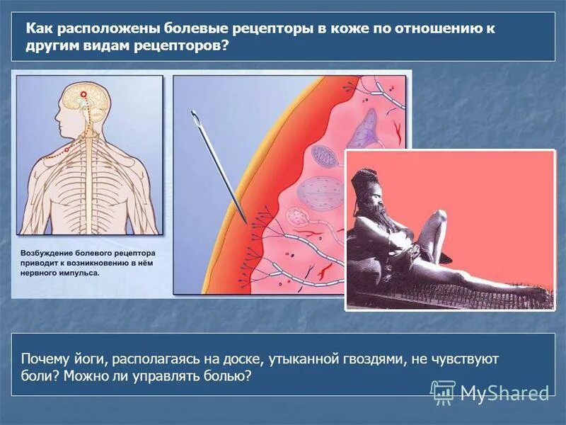 рецепторы кожи человека рисунок. болевые и тепловые рецепторы кожи. рецепторы кожи находятся в. рецепторы кожи воспринимают. рецепторы кожи строение и функции.