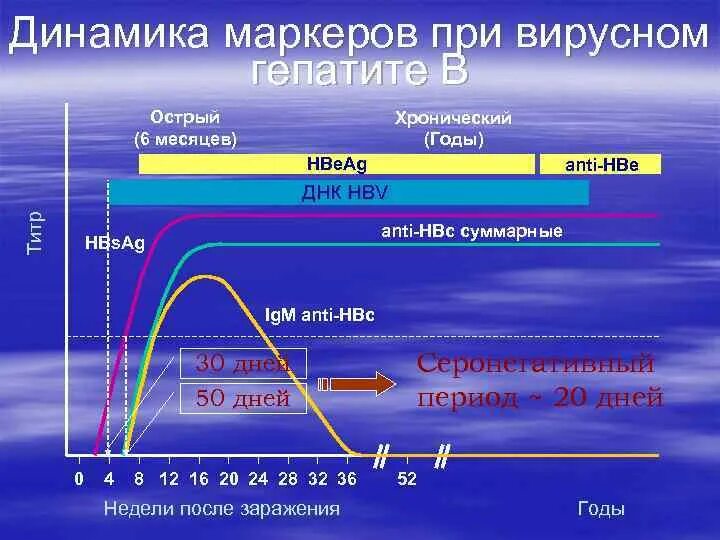 Маркеры острого гепатита. Маркеры острого и хронического вирусного гепатита в. Динамика иммунологических маркеров острого гепатита b. Сроки появления маркеров гепатита в. Динамика маркеров вирусного гепатита а.