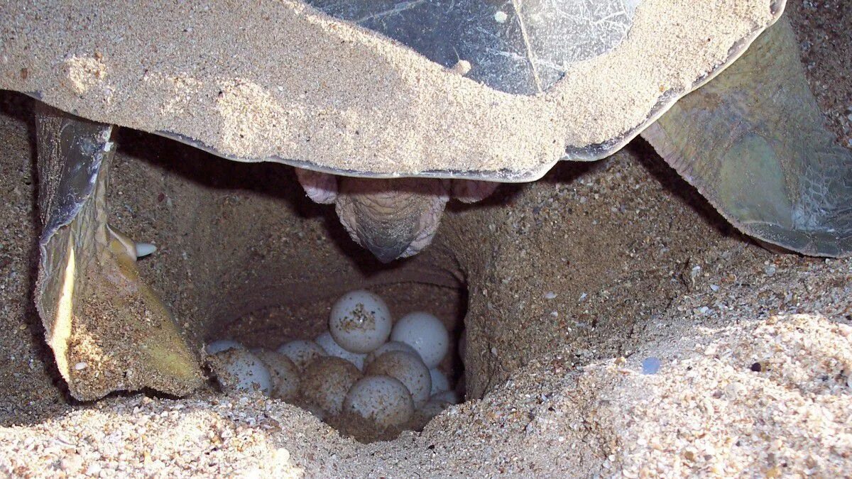 Turtles laying eggs