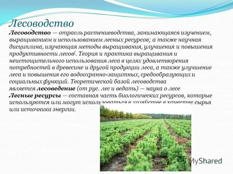 охрана и восстановление лесов. охрана растительного мира и рациональное использование растений. день деревообрабатывающей отрасли. повышение продуктивности леса. биологическая продуктивность леса.