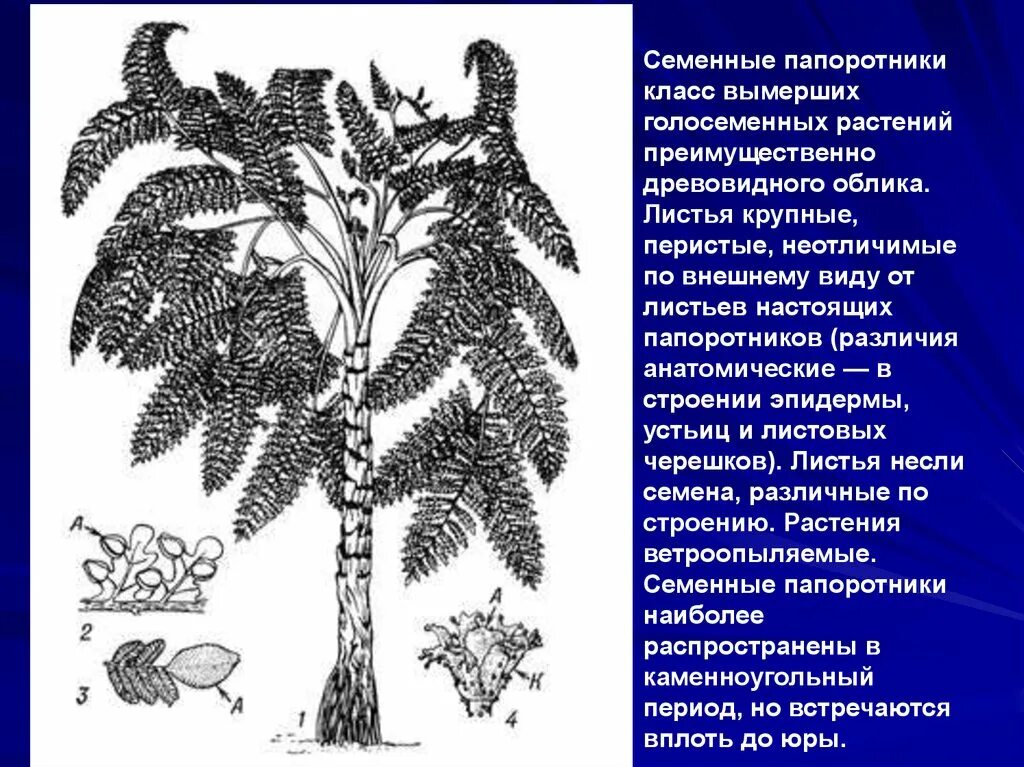 Семенные папоротники примеры. Медуллоза ноэ. семенные папоротники эра. палеозойские семенные папоротники. вымершие семенные папоротники.