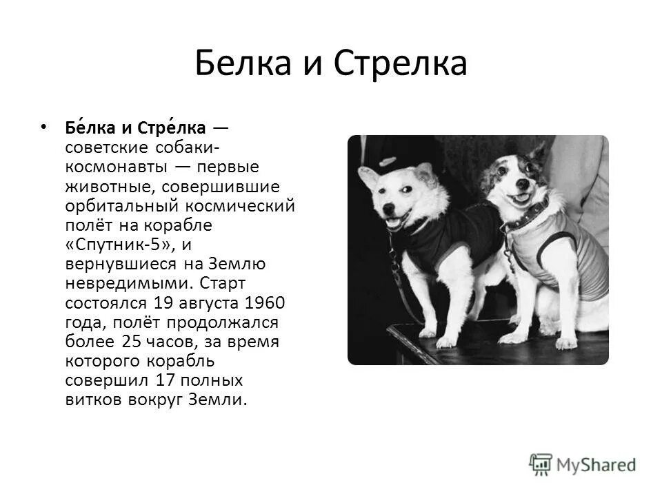 Кто первый полетел в космос животные. Первые космонавты белка и стрелка. Белка и стрелка в космосе Википедия первые собаки. Рассказ о собаке. Первая собака полетевшая в космос.