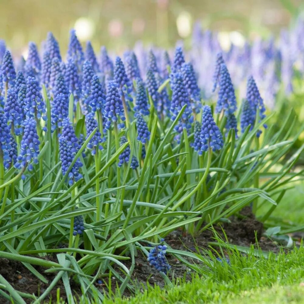 Мускари как ухаживать. Armeniacum мускари. Мускари Арменикум Muscari armeniacum. Мускари кистевидный. Арменикум мышиный гиацинт.