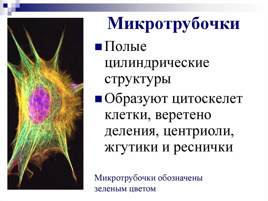 Микротрубочки немембранный органоид. Немембранные органеллы клетки цитоскелет. Микротрубочки органеллы. Органоиды клетки микротрубочки. Цитоскелет клетки какой органоид