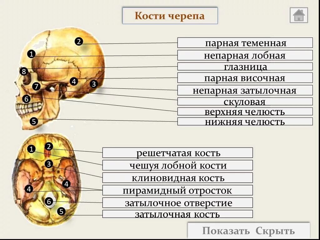 Парным костям черепа являются. Парные и непарные кости черепа. Парные и непарные кости черепа человека. Парные и непарные кости черепа таблица. Кости мозгового черепа анатомия парные непарные.