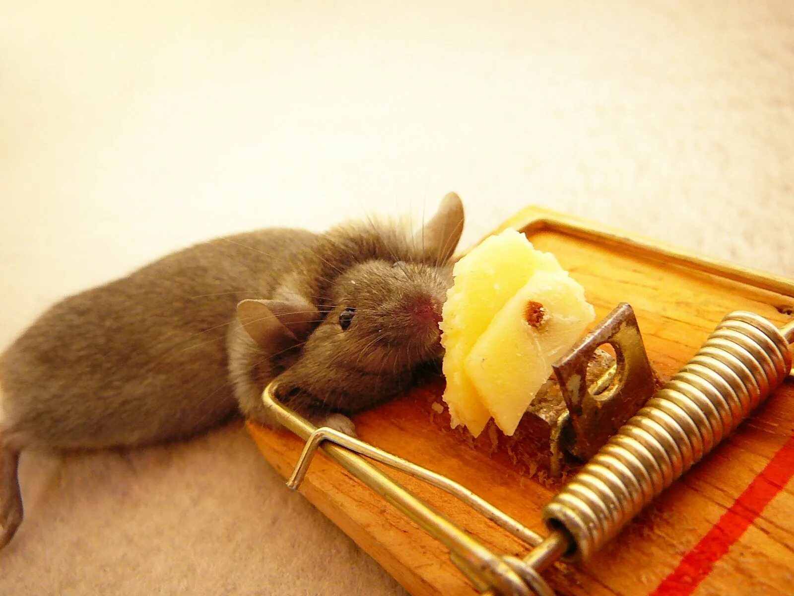 Мышеловка фото. Мышка мышку в мышеловке. Мышь в мышеловке. Мышь в мышеловке. Мышка в мышеловке.