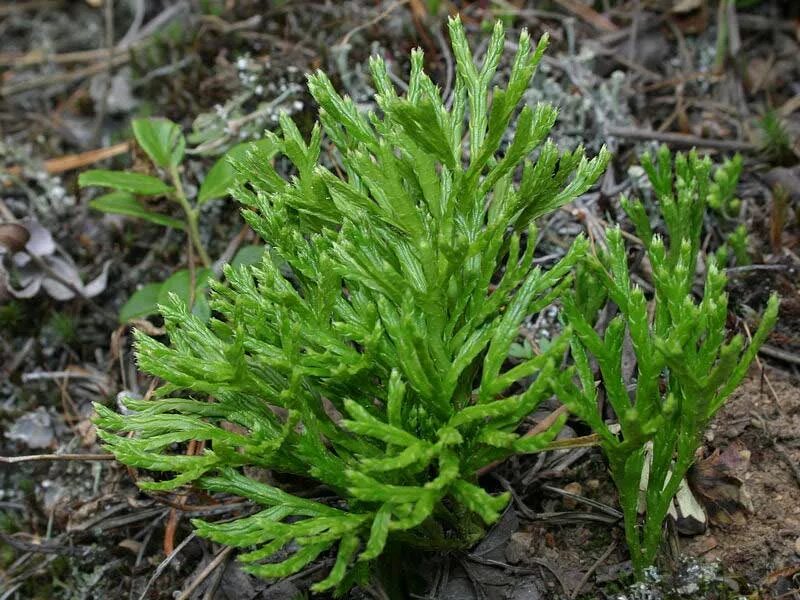 Плаун сплюснутый. Плаун сплюснутый Diphasiastrum complanatum. Папоротник Дифазиаструм. Lycopodium complanatum.