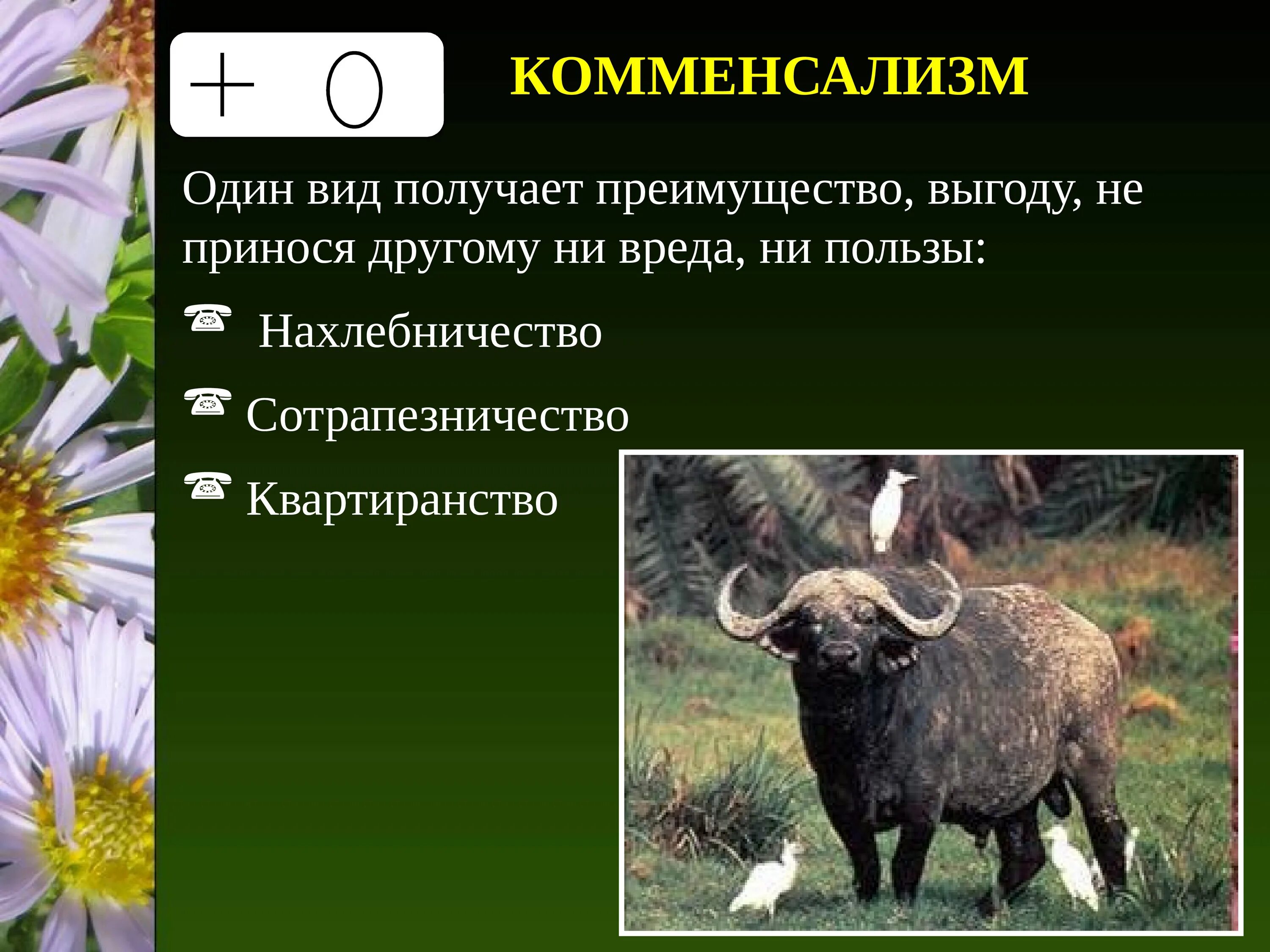 Совместное существование между животными и репейником