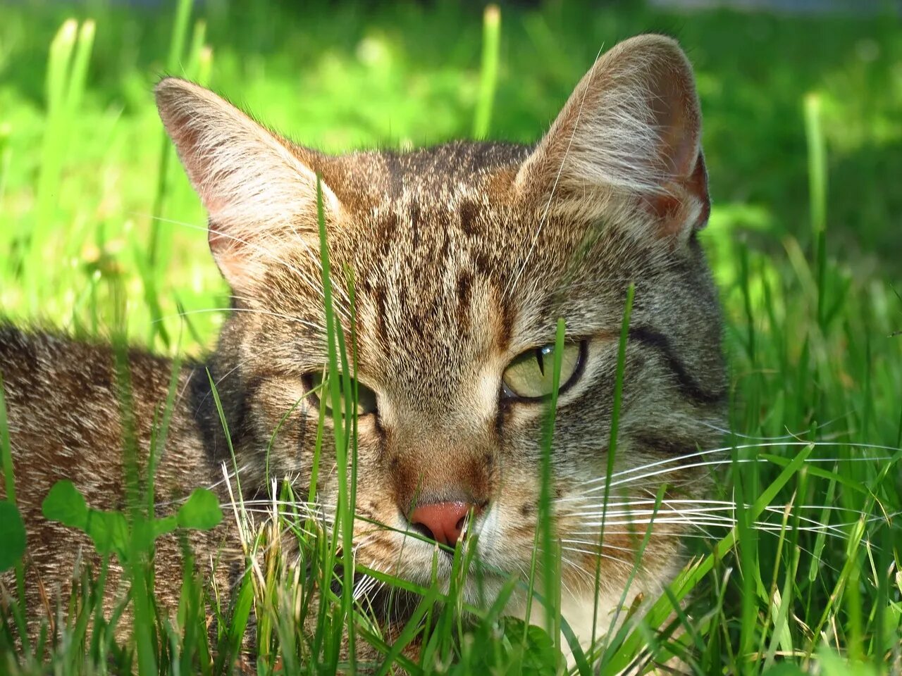 Котова кошка. Усы кошачьи. Felidae Cat. Фото домашних животных крупным планом. Фото кошачьих именин.