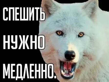 Песни кучина про волка
