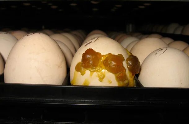 Почему у яиц запах. Овоскопирование гусиных яиц. овоскопирование утиных яиц. овоскопирование индюшиных яиц.