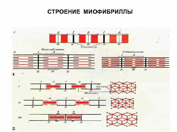 Каким номером на рисунке обозначена миофибрилла. Схема строения миофибриллы. Зарисуйте схему строения миофибриллы. Структура строения миофибрилл. Тонкие нити миофибрилл.