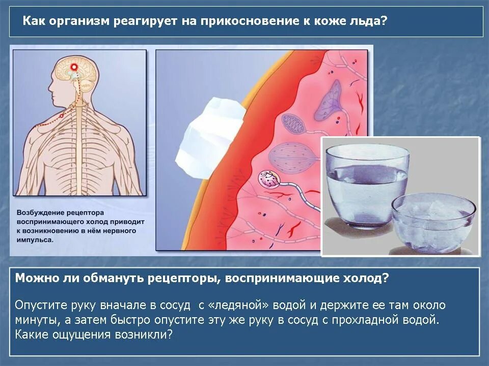 Как организм реагирует при холоде. Как реагирует организм на жар. Организм не реагирует. Способность организма внедряться в ул. Как организм реагирует при холоде.