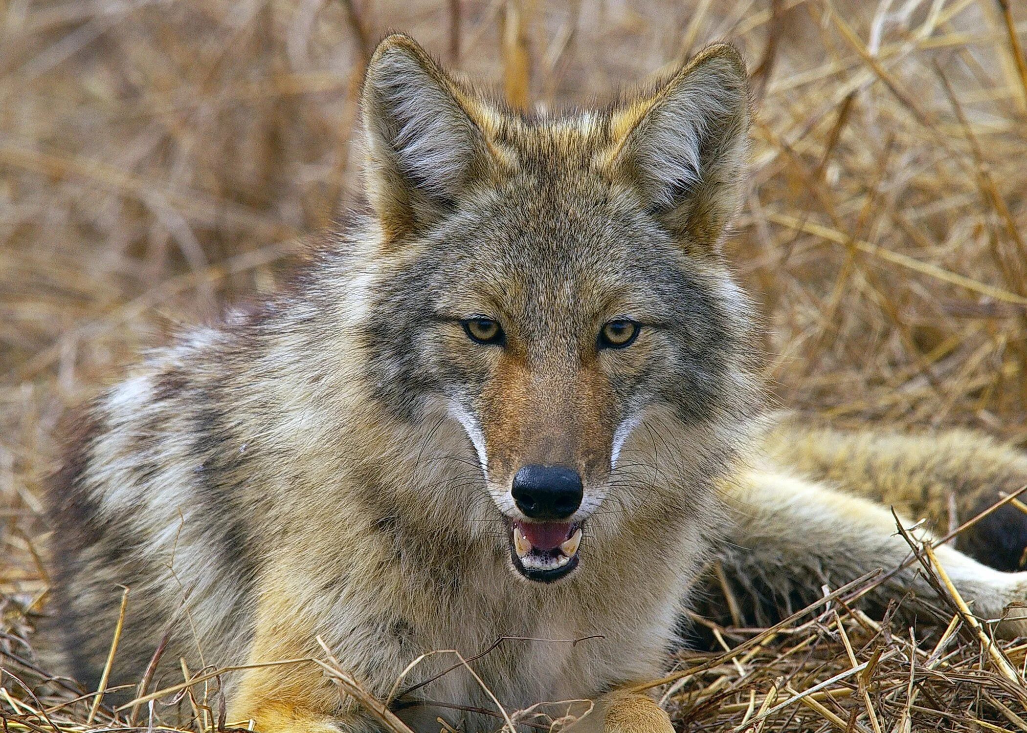 Северные хищные животные. Луговой волк canis Latrans. Койот Северной Америки. Койот Степной волк. Животные Северной Америки койот.