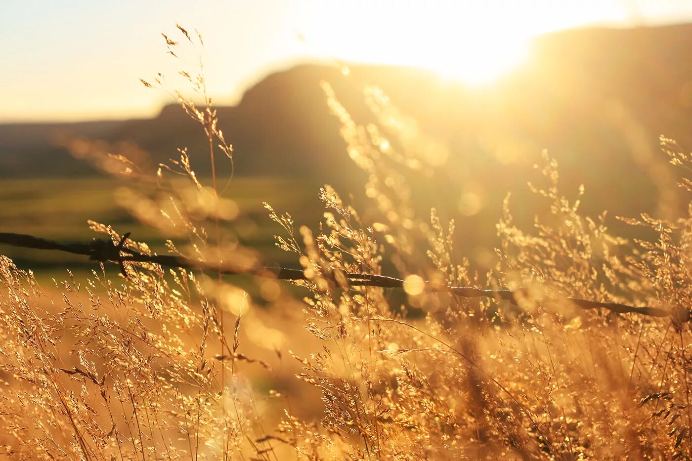 Look the sun shine. Золотой час. Природа в золотой час. Золотой час пейзаж. Золотой час портрет.
