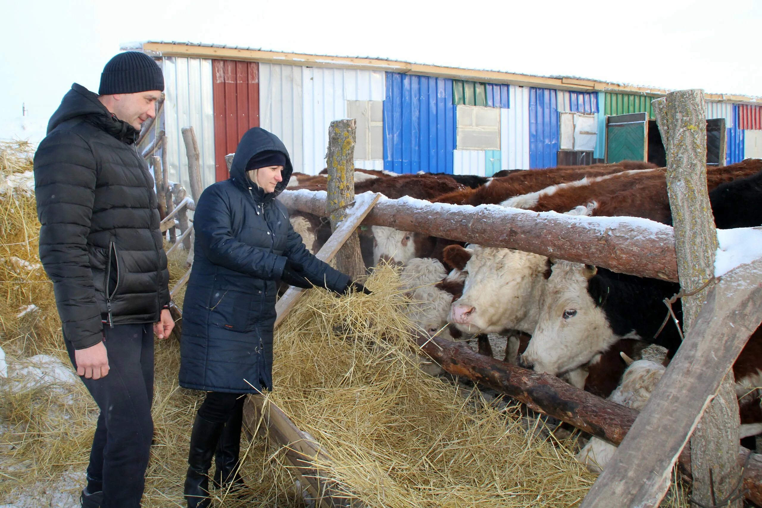 Аграрный сектор норвегии. Обязанности крестьянского фермерского хозяйства. Мизюк фермерское хозяйство. Сельское хозяйство фермер. Николай козионов фермерское хозяйство.