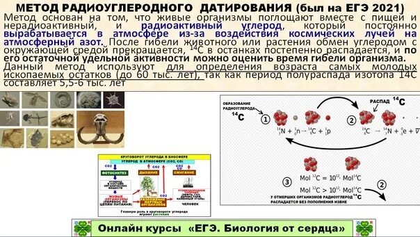 Распад азота 14. Радиоуглеродный метод датировки. Радиоуглеродный метод датирования ЕГЭ. Метод радиоуглеродного анализа. Метод радиоуглеродного датирования ЕГЭ биология ЕГЭ.