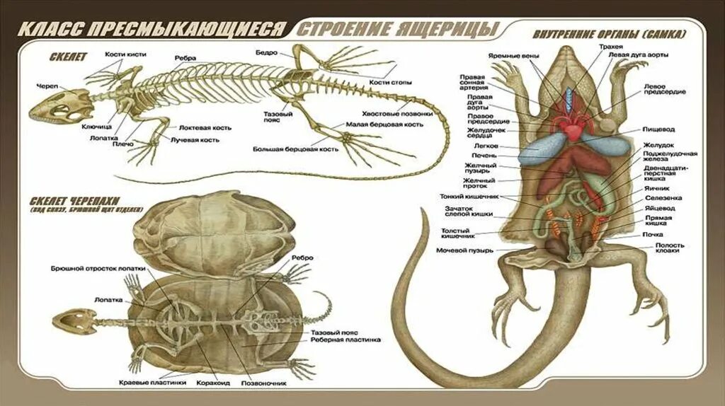 Строение пресмыкающихся. Внутреннее строение ящерицы. Внутреннее строение пресмыкающихся. Наружное строение рептилий.