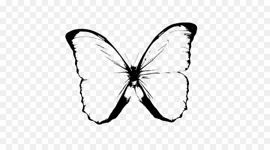 Черно белое изображение png. Бабочка черно белая. Бабочки рисунок черно белый. Бабочка без фона. Бабочка белая.