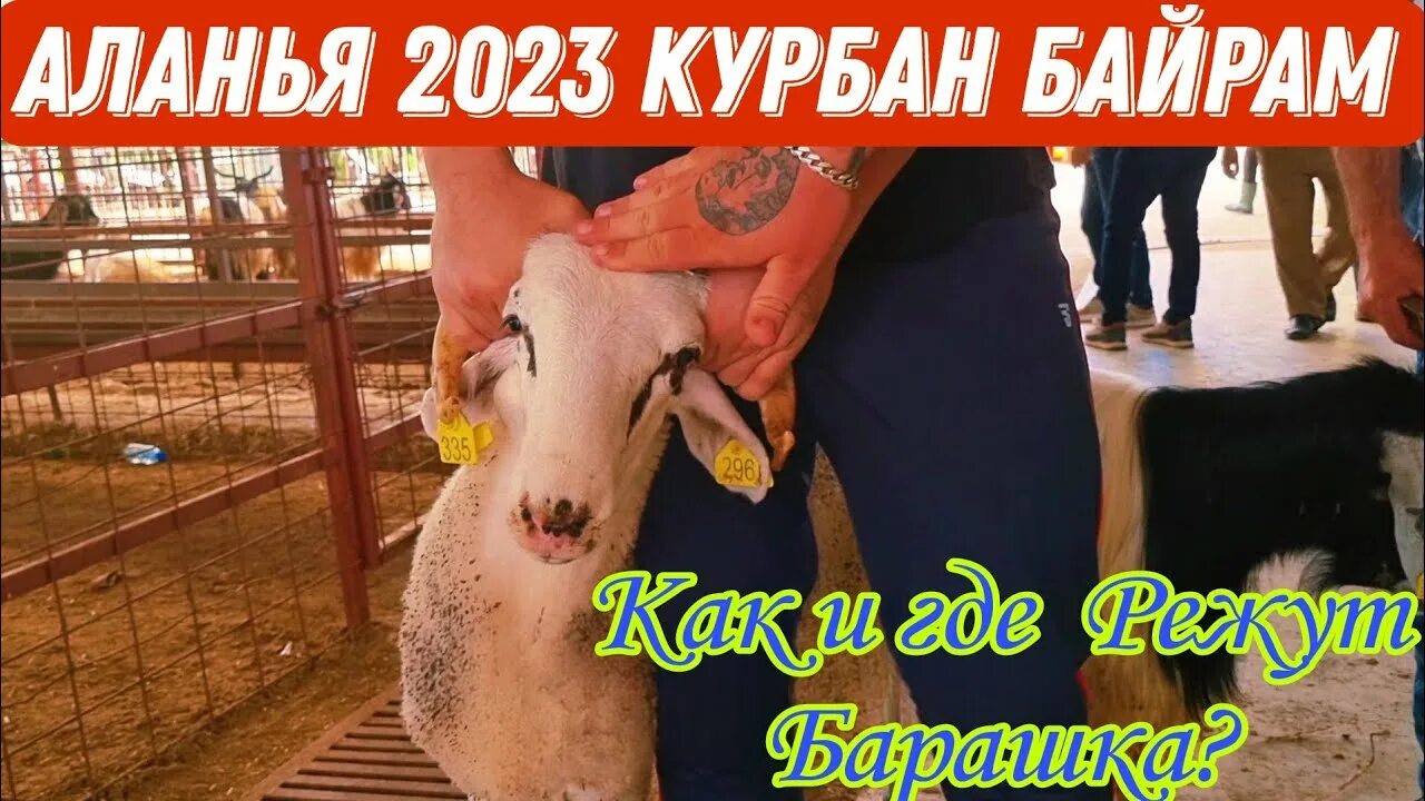 На какой праздник режут барана. Курбан-байрам 2023. Курбан-байрам 2023 в Турции. Конец праздника Курбан байрам 2023.