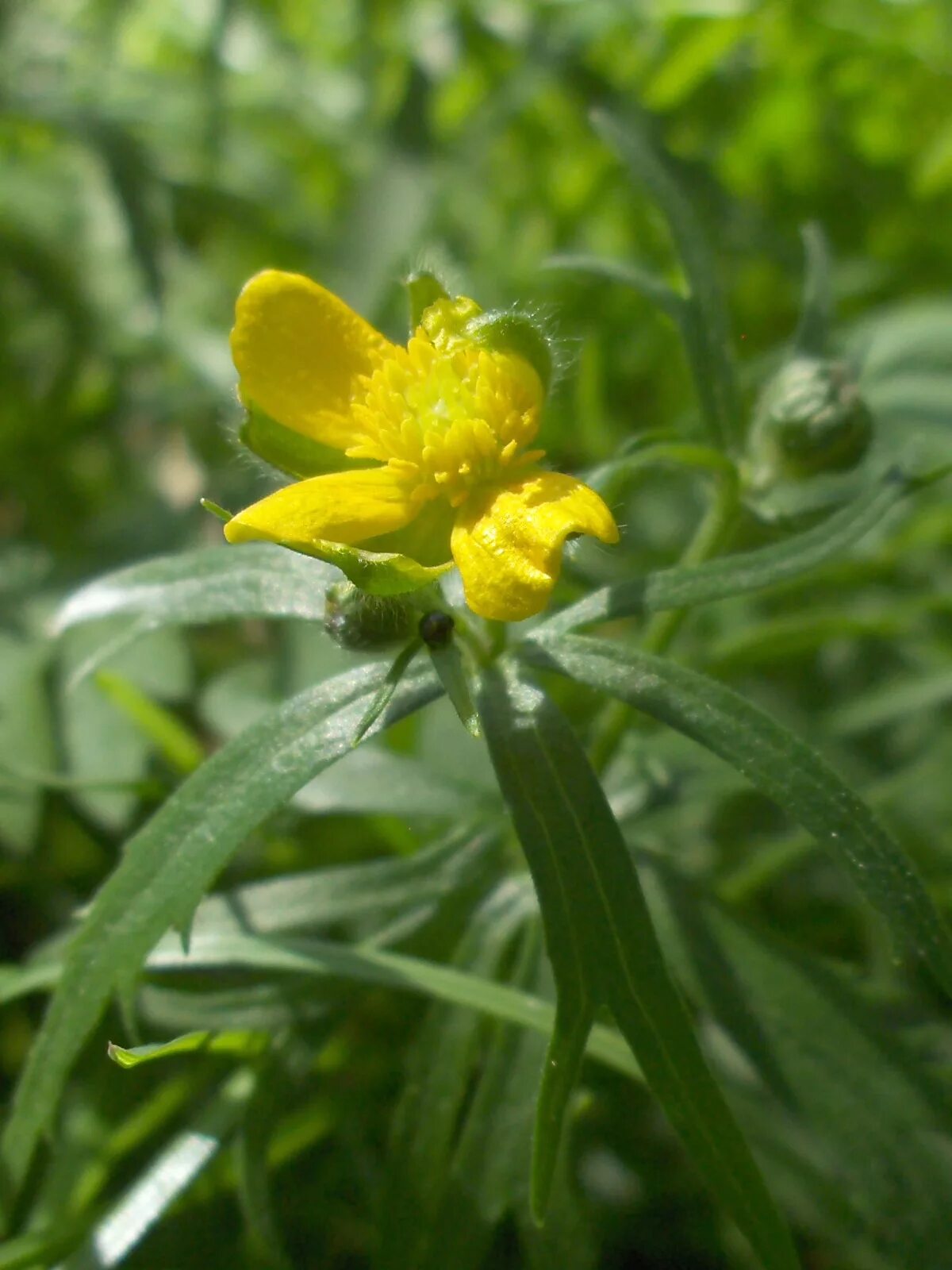 Лютик золотистый. Лютик аконитолистный. Лютик золотистый (Ranunculus auricomus l.). Лютик золотистый стебель.