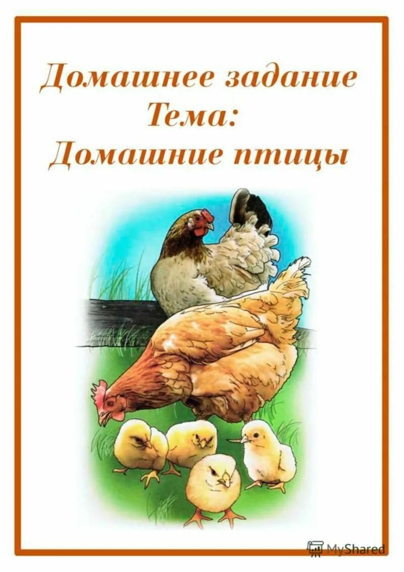 теманеделидрмашниептицы. рекомендации родителям по теме домашние птицы. тема недели домашние птицы старшая группа. домашняя птица для детей дошкольного возраста. тема недели домашние птицы.