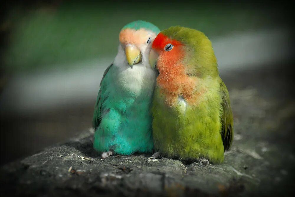I love birds. Неразлучники попугаи. Попугаи неразлучники пара. Попугай неразлучник оранжевый. Изумрудные неразлучники.