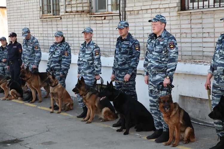 Кинолог институт. Центр кинологов в Новокузнецке служебных собак. Кинологи питомник МВД Белгородский район Тимченко. Кинологический центр Алтайского края полиции.