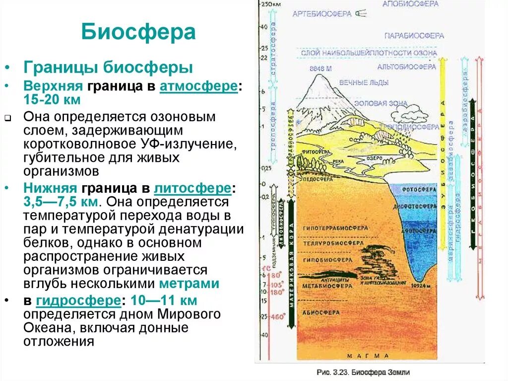 Фактор ограничивающий распространение жизни в атмосфере. Границы биосферы по Вернадскому. Биосфера толщина границы биосферы. Биосфера оболочки земли таблица. Границы биосферы кратко биология.