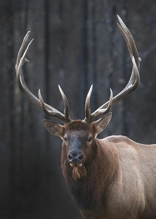 Марал и Лось. Лоси в Орегоне. Elk. Животное дж