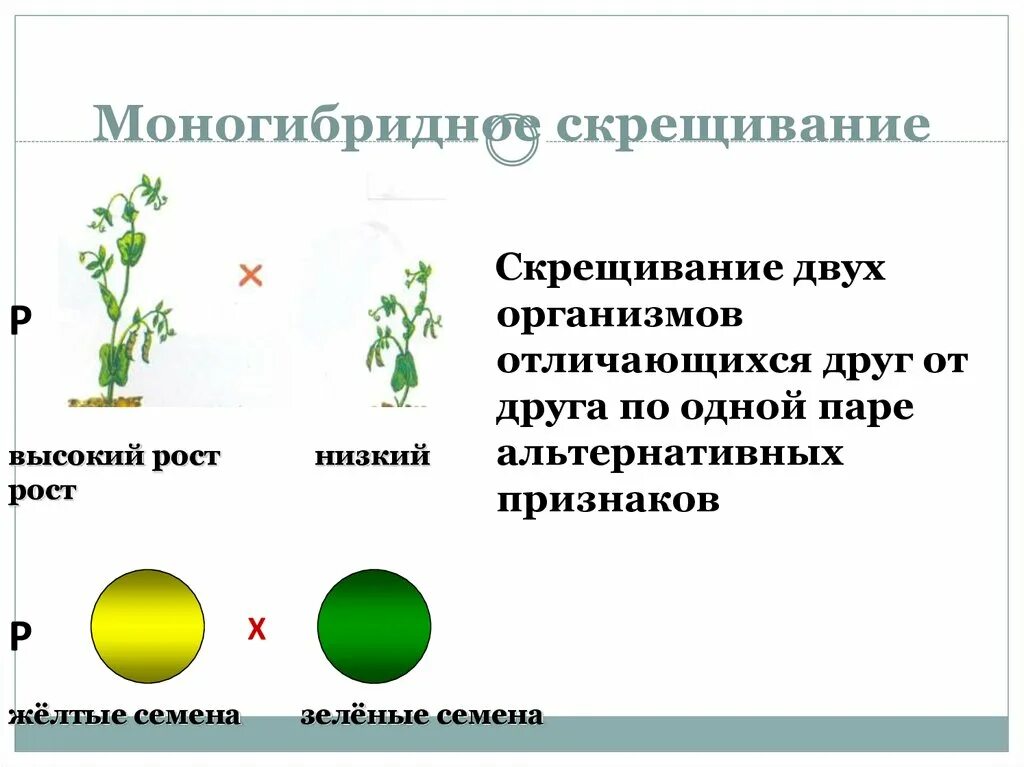 Укажите моногибридное скрещивание