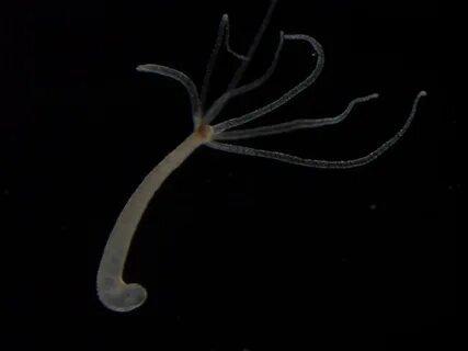 Bezorilik bilan juda qattiq porno