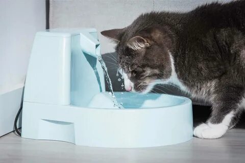 Коте пре