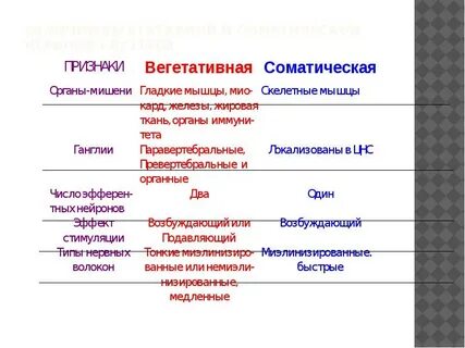 Различия вегетативной и соматической нервной системы
