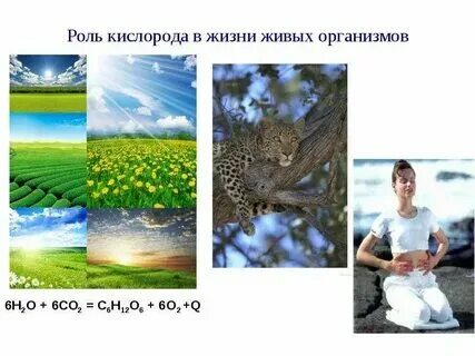 Необходимый всем живым организмам