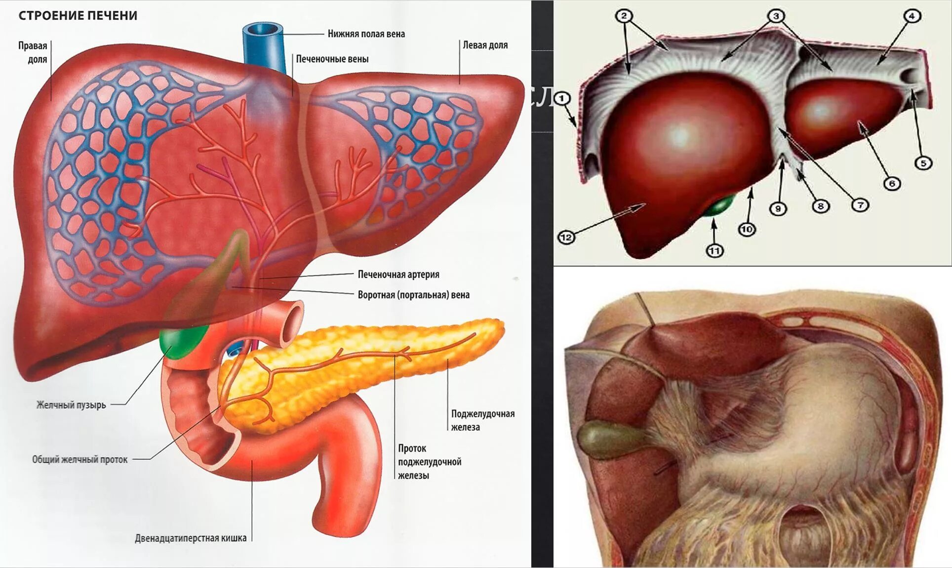 Структуры печени анатомия. Функции печени анатомия. Внутреннее строение печени анатомия. Строение печени функции печени. Сердце желчный пузырь