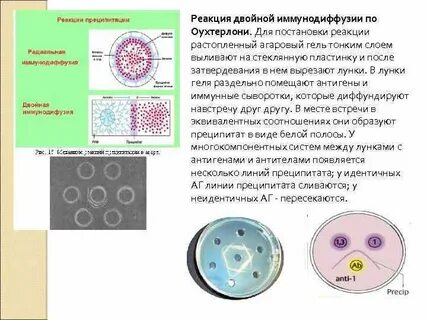 Двойная реакция
