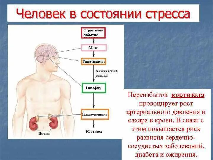 Поднялся сахар от стресса. Влияние стресса на сахар в крови. Кортизол и инсулин взаимосвязь. Состояние при стрессе. Взаимосвязь гормонов стресса.