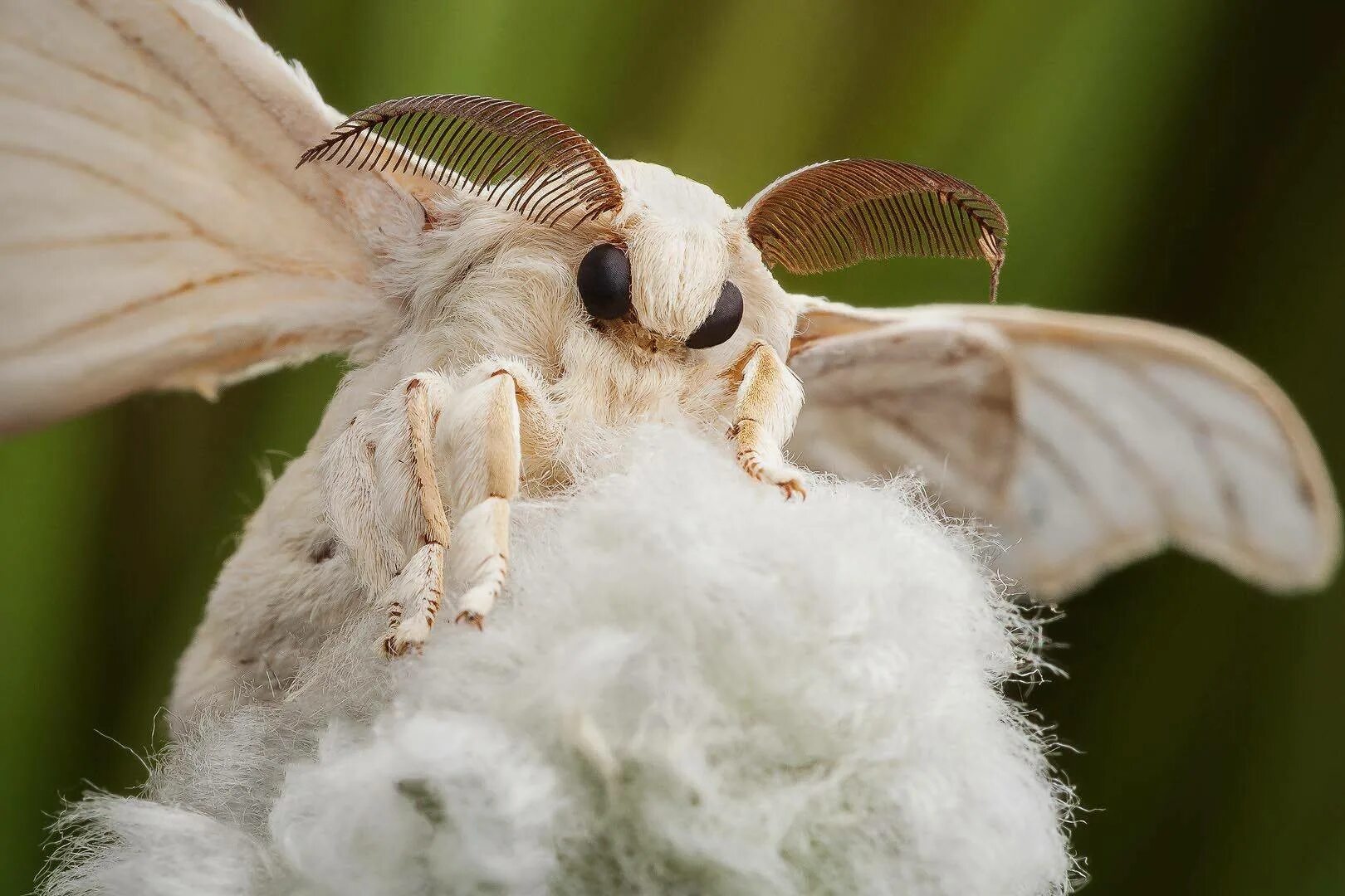Венесуэльский пуделевый мотылек. Тутовый шелкопряд бабочка. Венесуэльский тутовый шелкопряд. Мотылек тутового шелкопряда.