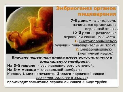 Первичная кишка зародыша