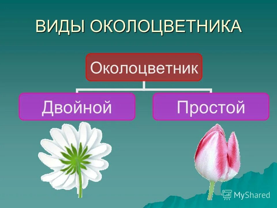 Для всех представителей класса характерно наличие околоцветника