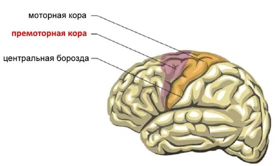 Моторные зоны мозга. При сенсорной алалии поражение отделов коры головного мозга.