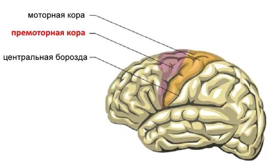 Локализация поражения при алалии. Речь при поражении коры головного мозга. Расстройство корковых функций. Центр речи в мозге. Центры головного мозга.