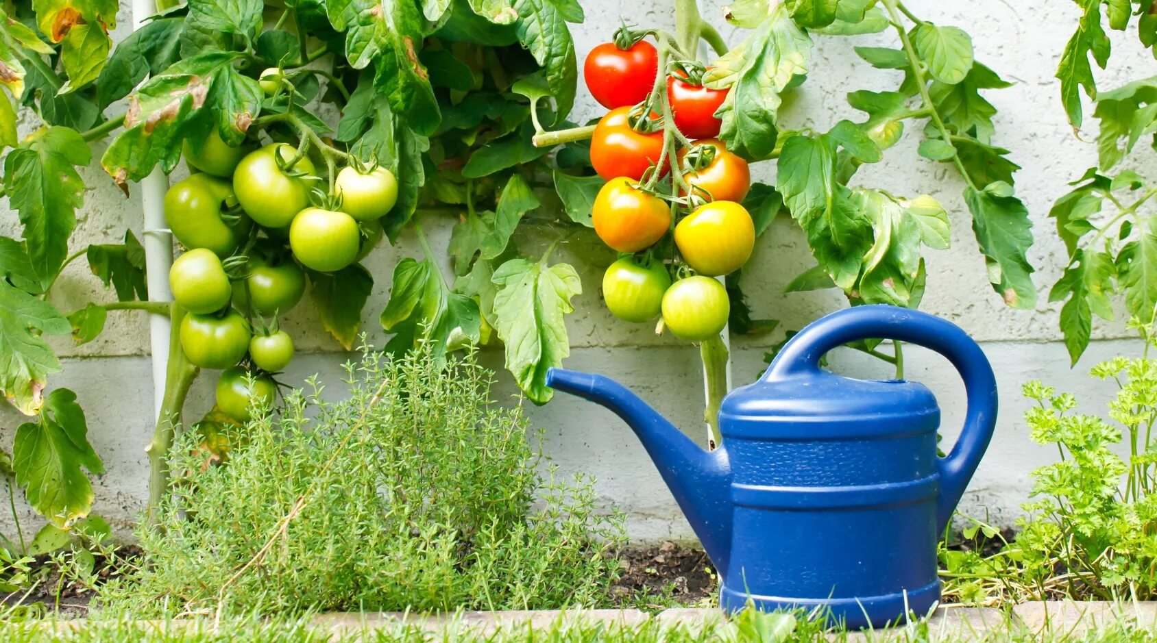 Сколько раз поливать помидоры. Помидоры в огороде. Полив овощей. Полив помидоров. Поливка огорода.
