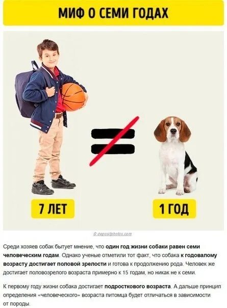 Первый год жизни собаки. Возраст собаки. iq кошки и собаки. подростковый возраст у собак. 1 человеческий год для собаки равен.