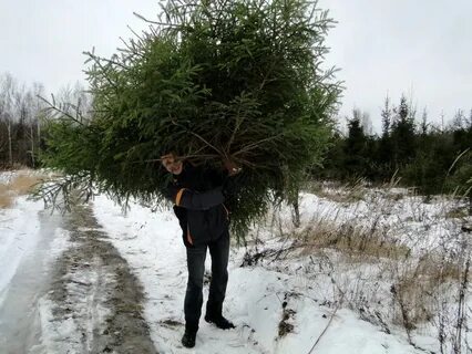 Кража ели