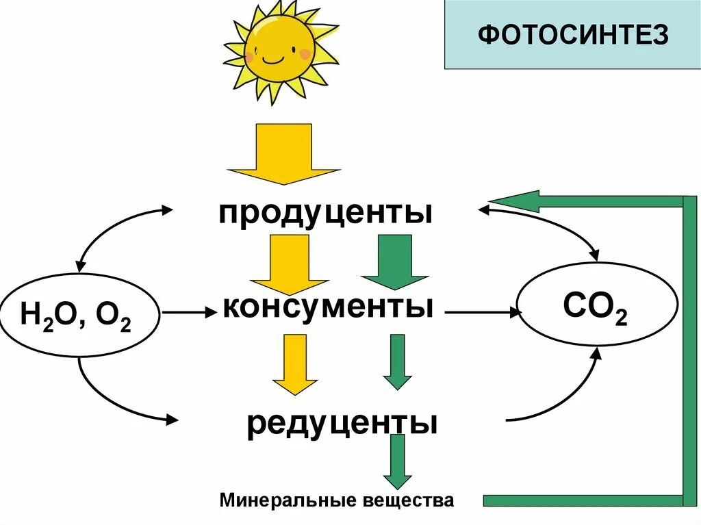 Определения продуценты консументы редуценты. Круговорот веществ продуценты консументы редуценты. продуценты консументы и редуценты это. продуценты схема питания. экология редуценты продуценты консументы.