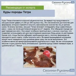 Яйцо тетра