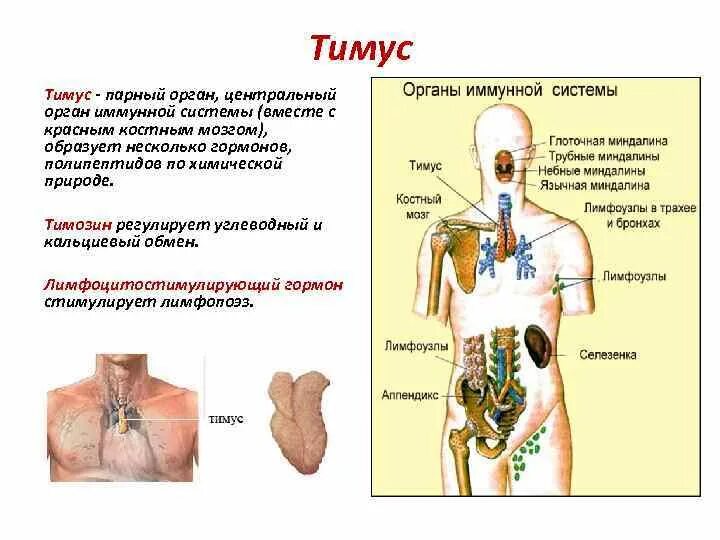 Эндокринная система человека строение и функции тимус. Иммунная система человека. Центральные органы иммунной системы. Эндокринная система вилочковая железа. Расположение центральных и периферических органов иммунной системы. Парные органы в организме